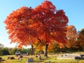 tree2